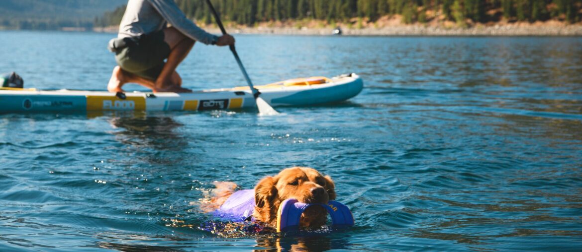 Dog Safety Swimming in Ruffwear Float Coat at Crib Goch Outdoor