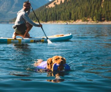 Dog Safety Swimming in Ruffwear Float Coat at Crib Goch Outdoor