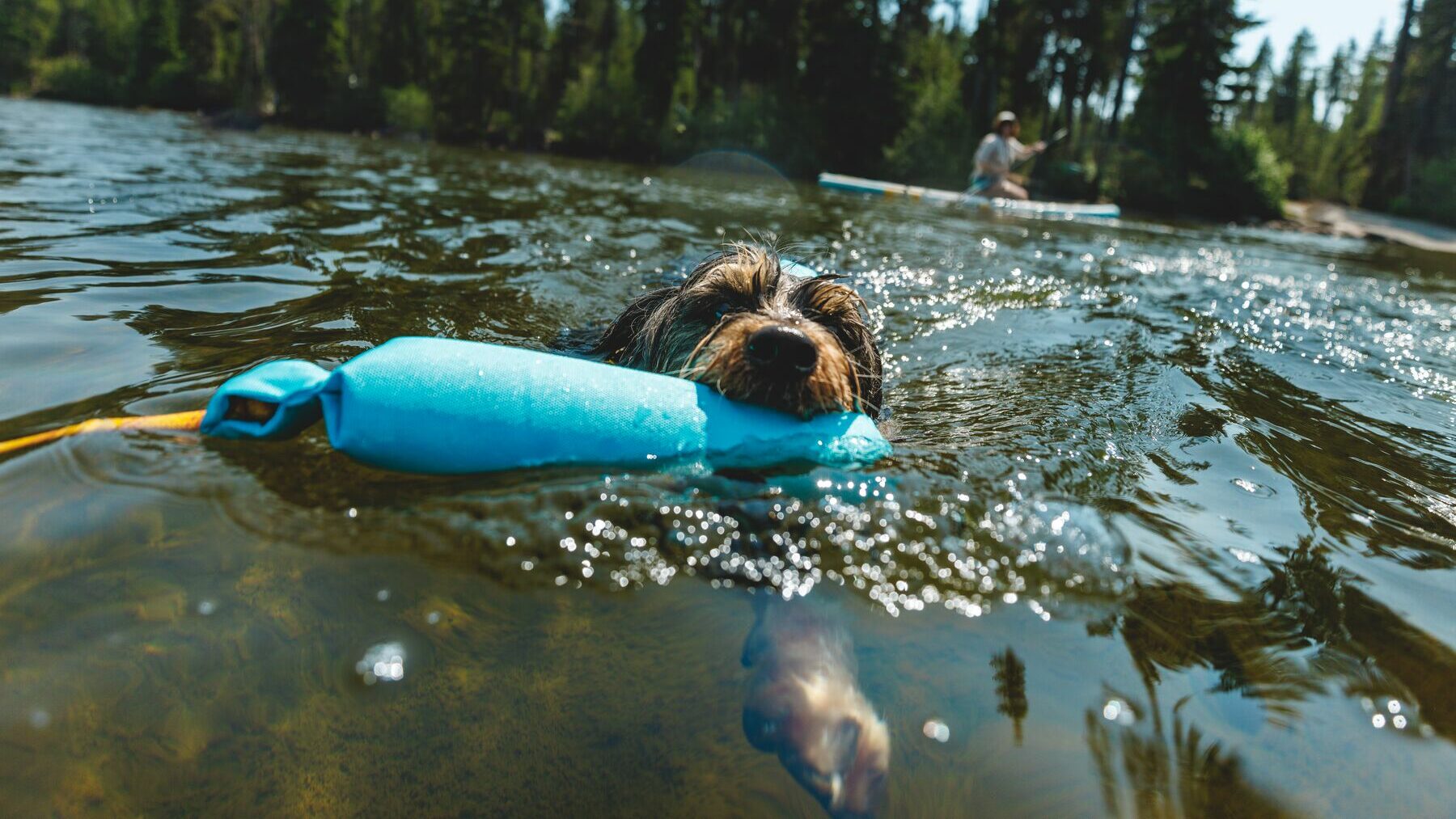 Ruffwear Dog swimming with Toy available at Crib Goch Outdoor
