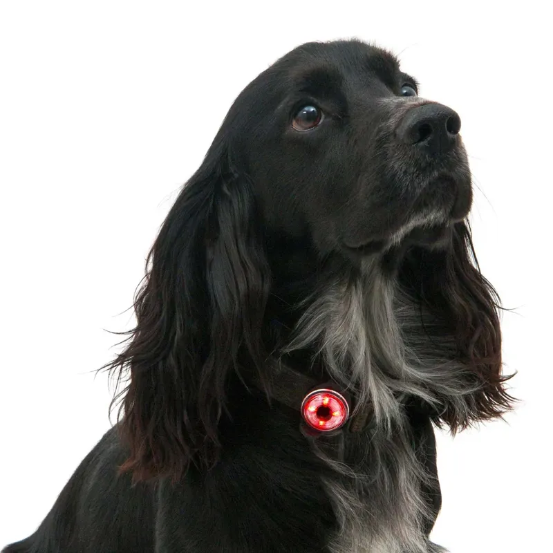 Mountain Paws Dog Safety Light 2 Pack-4
