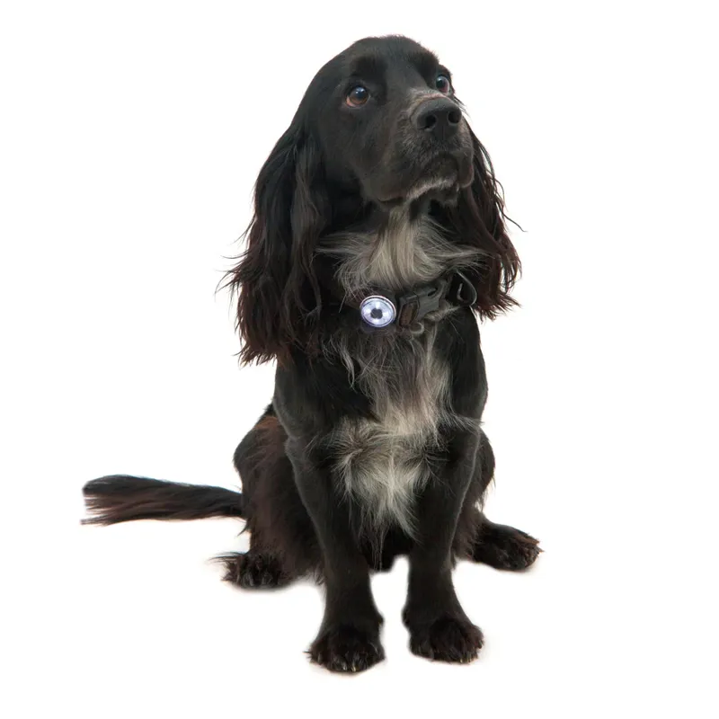 Mountain Paws Dog Safety Light-5