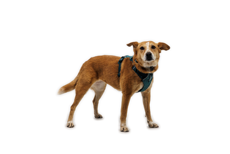 Ruffwear Front Range Flex Harness in Deep Teal-6