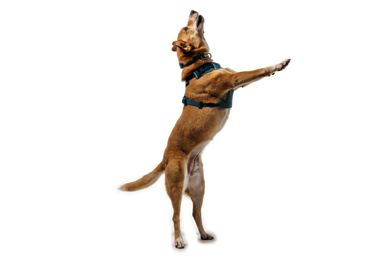 Ruffwear Front Range Flex Harness in Deep Teal-5