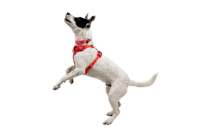 Ruffwear Front Range Flex Dog Harness in Rose Violet-6