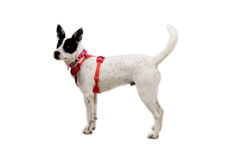 Ruffwear Front Range Flex Dog Harness in Rose Violet-5