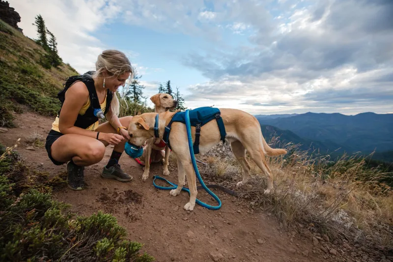 Ruffwear Switchbak Dog Harness in Blue Moon-5