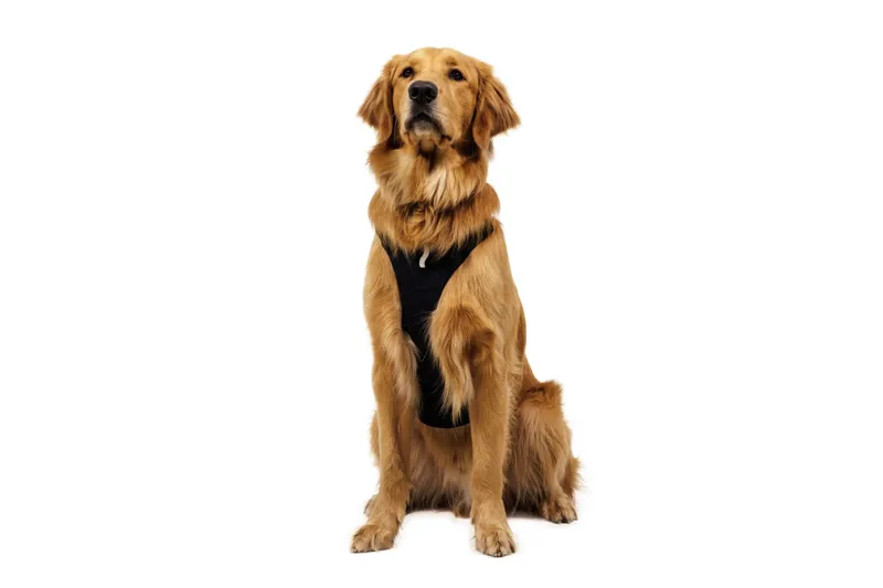 Ruffwear Ridgeline Dog Harness in Obsidian Black-8