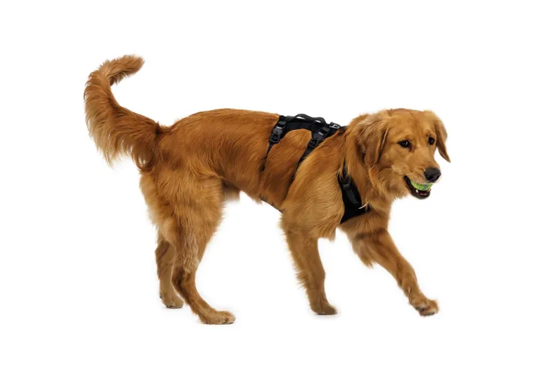 Ruffwear Ridgeline Dog Harness in Obsidian Black-9