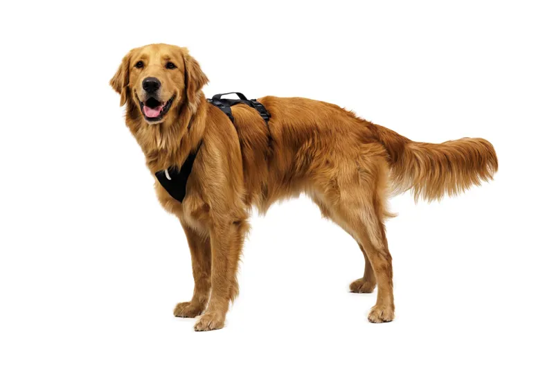 Ruffwear Ridgeline Dog Harness in Obsidian Black-10